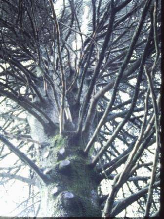 T11523 Abies pinsapo