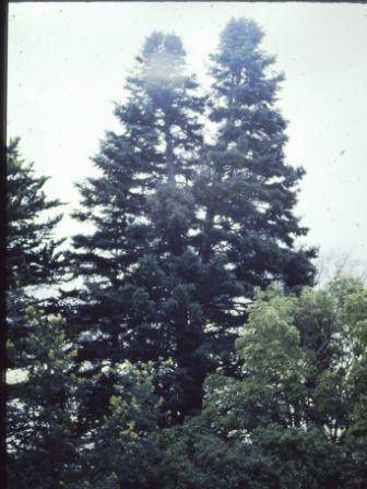 T11523 Abies pinsapo