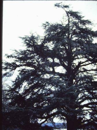 T11524 Cedrus atlantica f. glauca