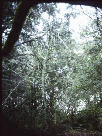 T11529 Castonea sativa albo-marginata