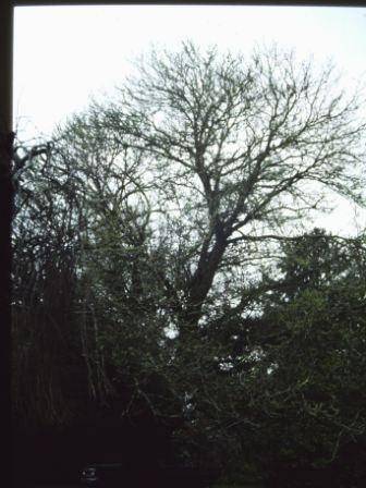 T11529 Castonea sativa albo-marginata