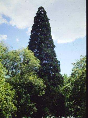 T11533 Sequoiadendron giganteum
