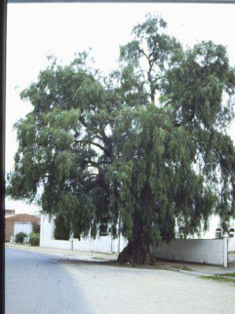 T11556 Schinus molle var ariera