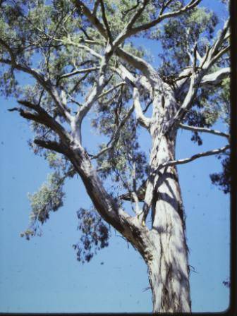 T11559 Eucalyptus melliodora