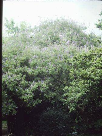 T11575 Vitex agnus-castus 