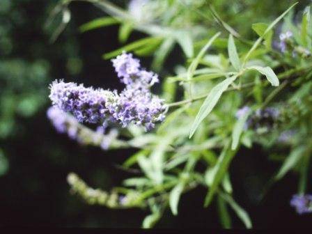 T11575 Vitex agnus-castus 
