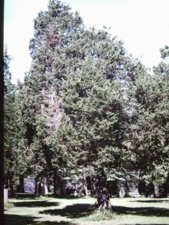 T11611 Hesperocyparis goveniana
