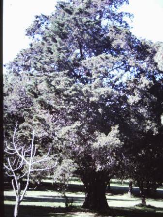 T11613 Hesperocyparis macnabiana 