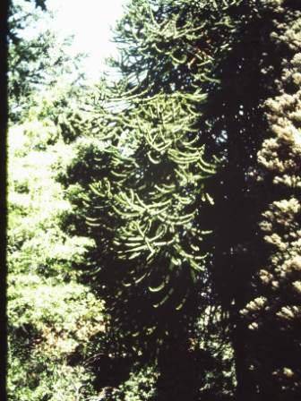 T11628 Araucaria araucana