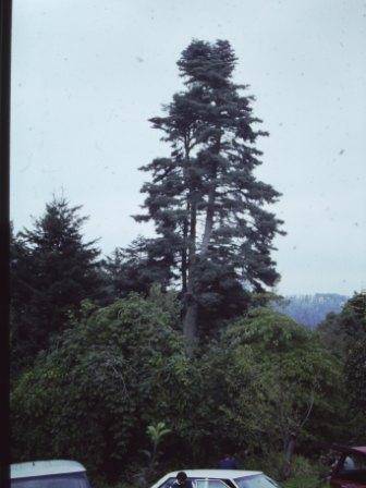 T11642 Abies pinsapo