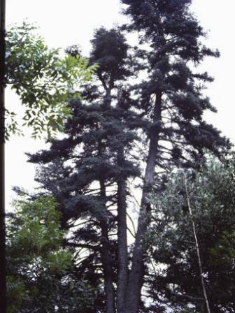 T11642 Abies pinsapo