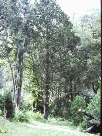 T11644 Chamecyparis obtusa