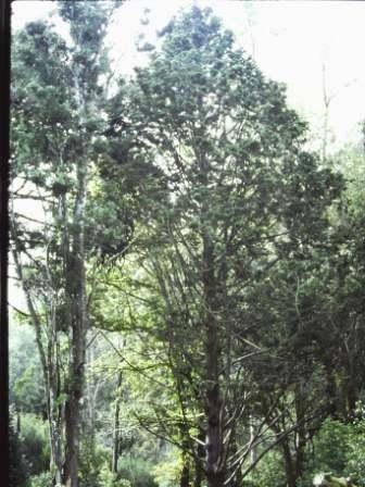 T11644 Chamecyparis obtusa