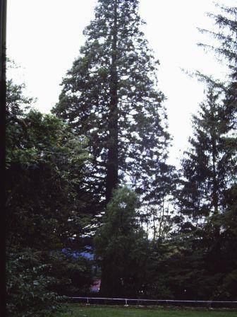 T11673 Sequoiadendron giganteum