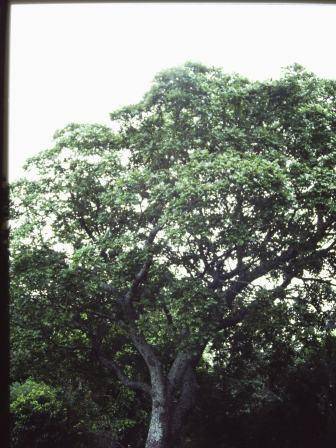 T11710 Carya illinoinensis 
