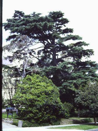 T11743 Cedrus atlantica f glauca