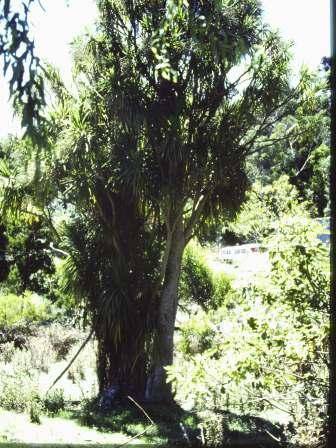 T11744 Quercus robur