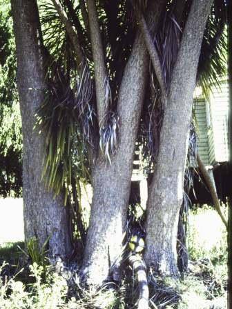 T11744 Quercus robur