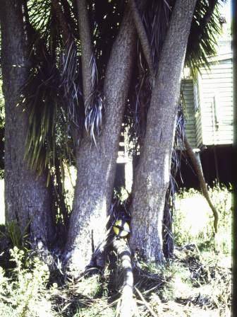 T11744 Quercus robur