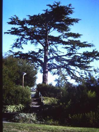 T11758 Cedrus deodara 