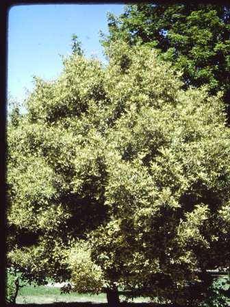 T11786 Prunus lusitanica variegata