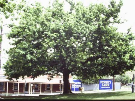 T11821 Quercus robur