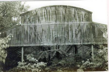 G13084 The Fernery