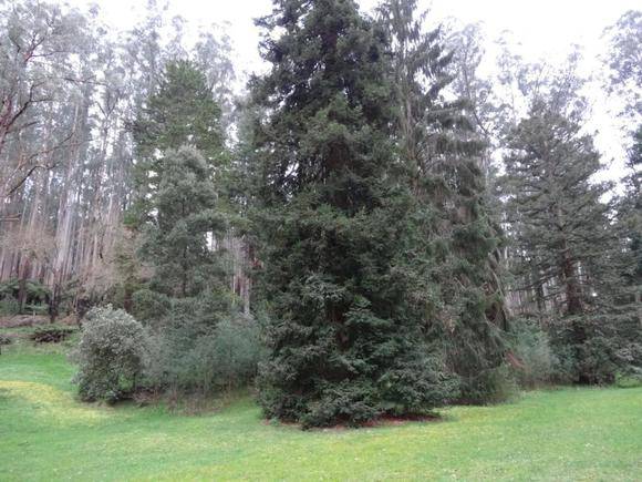 L10107 Black Spur - Fernshaw