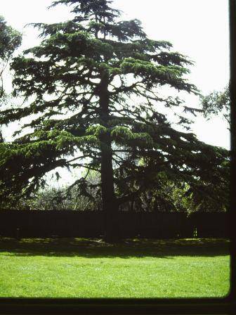 T11831 Cedrus deoara