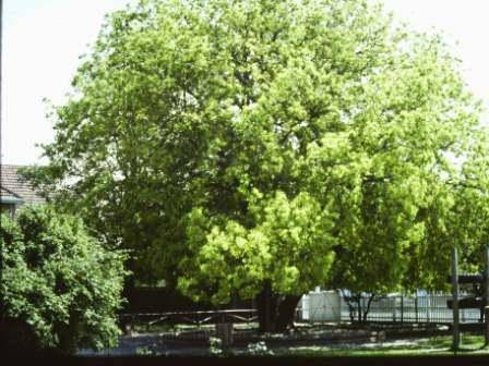 T11833 Cinnamomum camphora