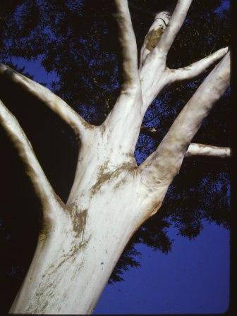 T11856 Eucalyptus grandis