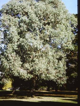 T11857 Eucalyptus chapmaniana