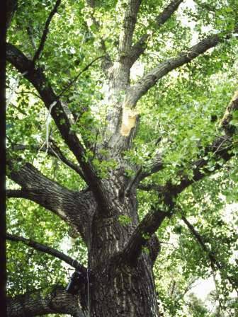 T11859 Populus x camaldensis aurea
