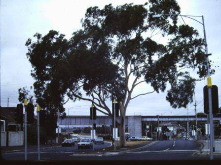 T11861 Corymbia citriodora