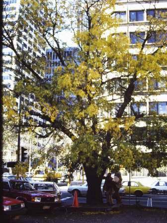 T11904 Gleditsia sinensis