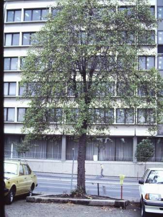 T11905 Pyrus communis