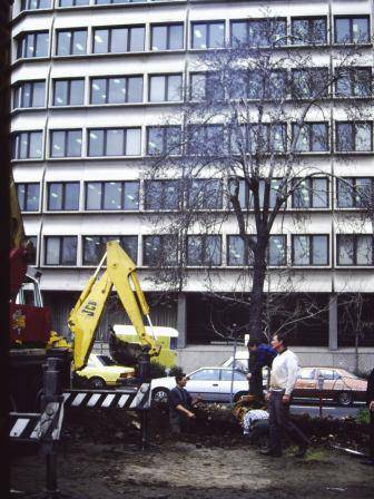 T11905 Pyrus communis relocation