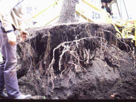 T11905 Pyrus communis relocation