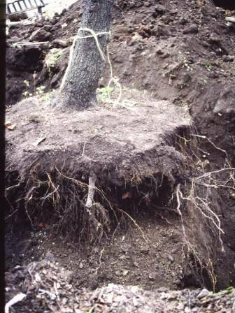 T11905 Pyrus communis relocation