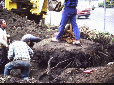 T11905.Pyrus communis relocation