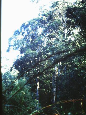 T11948 Eucalyptus cypellocarpa