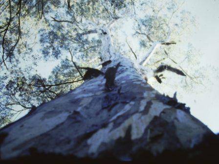 T11948 Eucalyptus cypellocarpa
