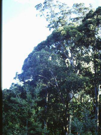 T11948 Eucalyptus cypellocarpa