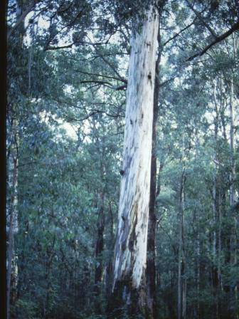T11948 Eucalyptus cypellocarpa