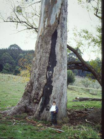 T11965 Eucalyptus globulus aff. bicostata