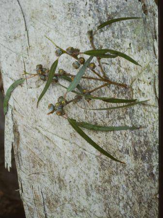 T11965 Eucalyptus globulus aff. bicostata