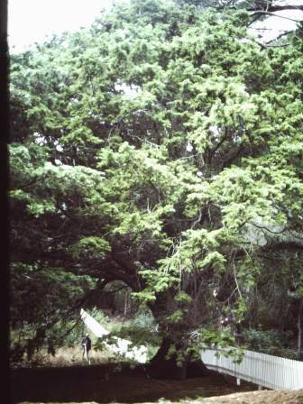 T11982 Cupressus lusitanica var benthamii