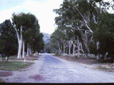 T12040 Corymbia citriodora 