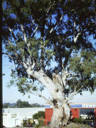 T12040 Corymbia citriodora 