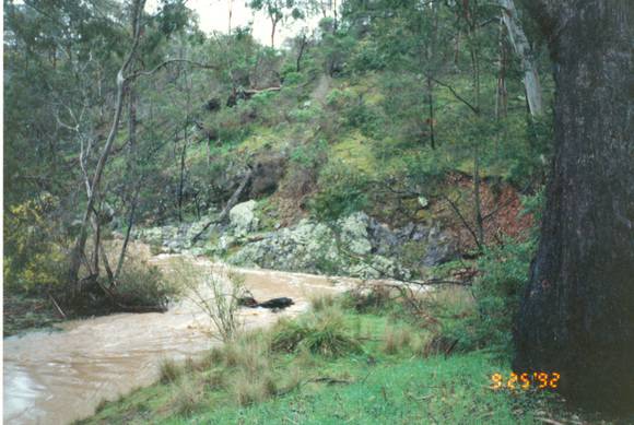 L10180 Long Forest Mallee